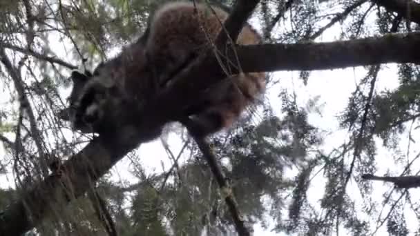 Pequeno racoon escalada em ramos de pinheiros — Vídeo de Stock