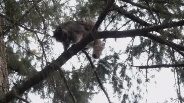 Pequeño mapache trepando en ramas de pino — Vídeo de stock