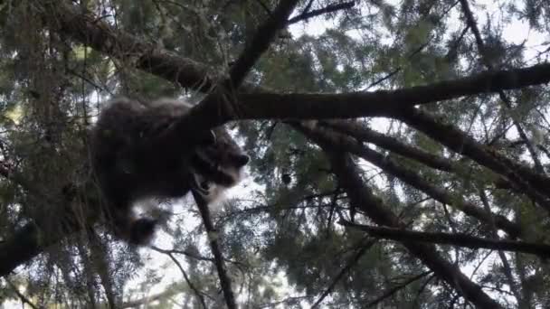 Pequeño mapache trepando en ramas de pino — Vídeo de stock