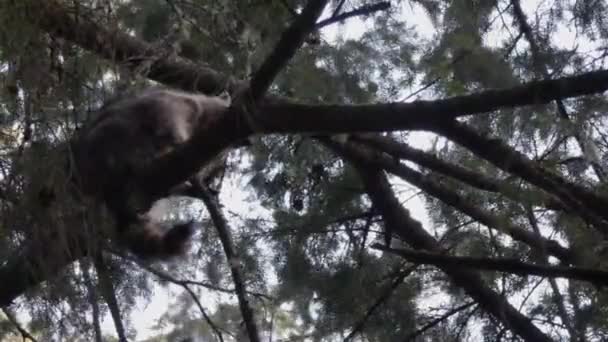 Kleine racoon klimmen in takken van Pine Tree — Stockvideo