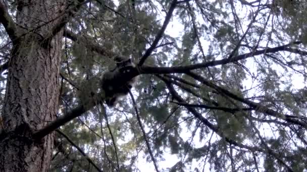 Pequeño mapache trepando en ramas de pino — Vídeo de stock