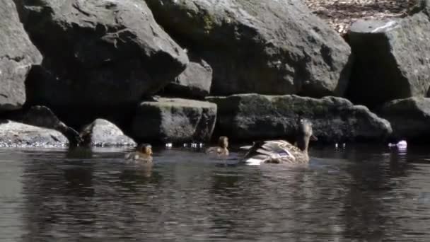 Madre pato y sus patitos nadar a lo largo de borde del hombre hizo lago — Vídeo de stock