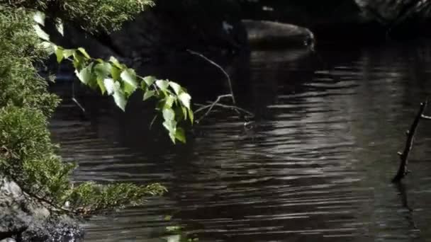 Pequeno patinho nadando ao longo do lado do lago sob arbustos — Vídeo de Stock