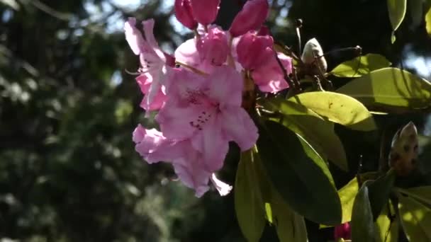 Leuchtend rosa Rhododendron weht im Wind — Stockvideo