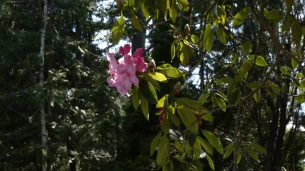Rododendro rosa brillante soplando en la brisa — Vídeos de Stock