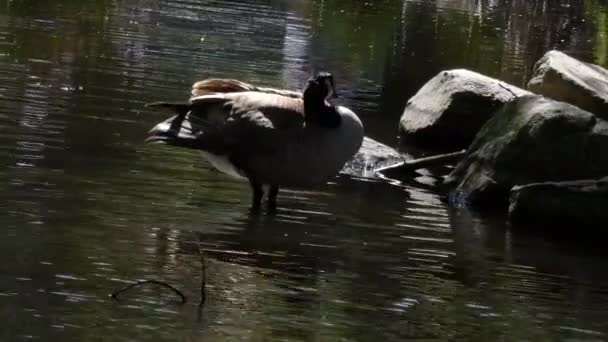 Kanadische Gans plantscht und badet in einem Sommersee — Stockvideo