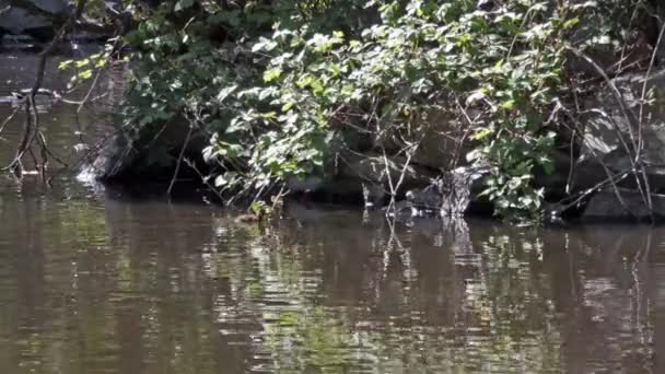 Małe kaczątko pływanie wzdłuż krzewów w jeziorze — Wideo stockowe