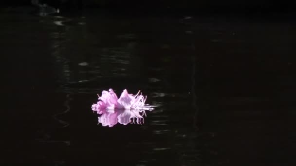 Bright pink rhododendron floating on dark lake — Stock Video