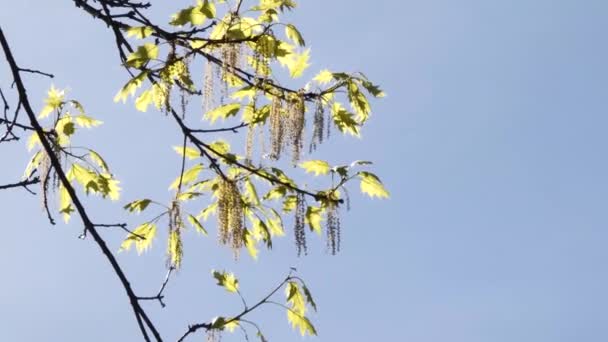 Rama alta del árbol con hojas verdes brillantes que soplan en la brisa en un día soleado — Vídeo de stock