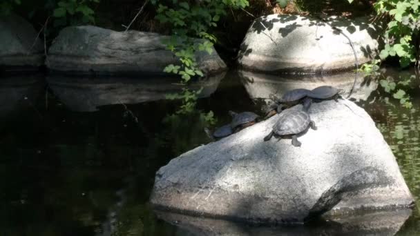 Un gruppo di piccole tartarughe sedute su una roccia che si guarda intorno in uno stagno — Video Stock