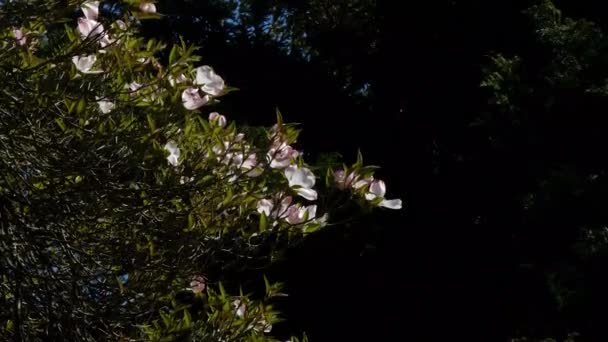 Flores pálidas que crecen de un miembro del árbol iluminado en un día soleado — Vídeos de Stock