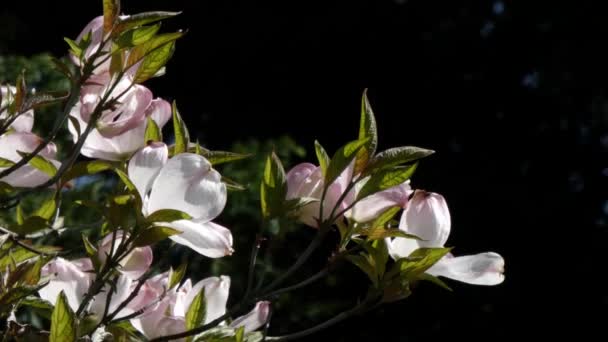 Blasse Blüten, die an einem sonnigen Tag aus einem Baumstamm wachsen — Stockvideo