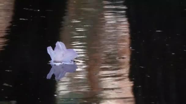 Koyu bir göl üzerinde yüzen pembe ile beyaz rhododendron — Stok video