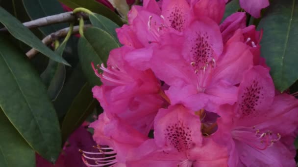 Tones of pink in rhododendrons growing in washington state — Stock Video