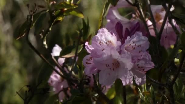 Розовые тона в рододендронах, растущих в штате Вашингтон — стоковое видео