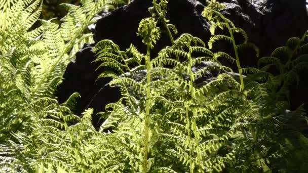 Яскравий папороть у світлі, що сидить на тлі темних тіней у лісі — стокове відео