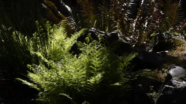 Heller Farn im Licht sitzt dunklen Schatten im Wald gegenüber — Stockvideo