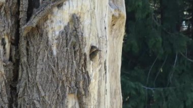 robin civciv başlarını dışarı ebeveyn onları beslemek için bekleyen yapışmasını