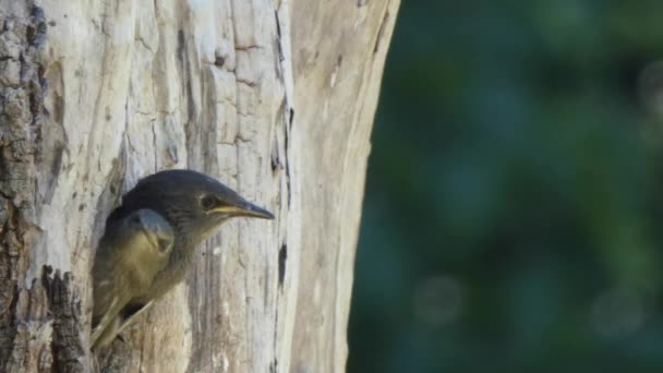 Polluelos robin jóvenes siendo alimentados por un adulto — Vídeos de Stock