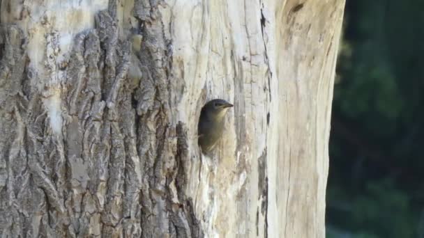 Robin polluelos pegando sus cabezas a la espera de su padre para darles de comer — Vídeos de Stock