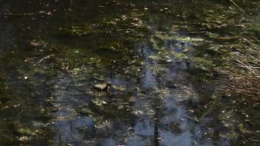 havuzda ördek yavrusu yüzme ve weeds yeme