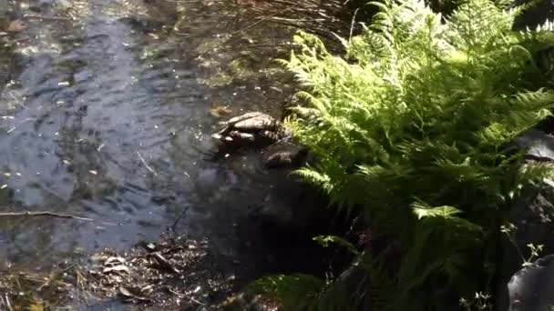 Małe kaczątko pływanie w pobliżu matki pod świeżymi paproci — Wideo stockowe