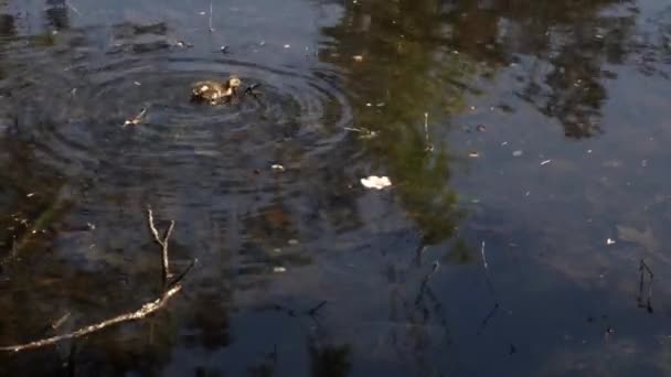 Patito en el estanque nadando y comiendo malas hierbas — Vídeos de Stock