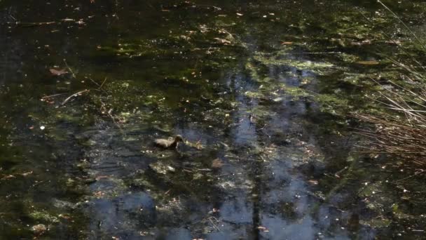canard dans l'étang nageant et mangeant des mauvaises herbes 