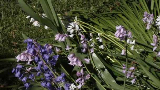 Пчелы трепещут вокруг цветка лилии растения долины — стоковое видео
