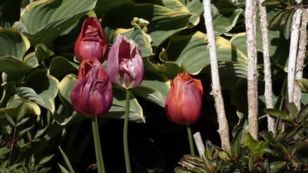 Abeille flottant autour de vieilles fleurs de tulipes brûlées en été — Video