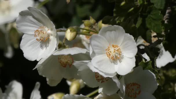 Weiße Scheinorangenblüten in der Sonne — Stockvideo