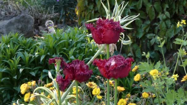 Rote Phantasie-Tulpen über gelben Bodendecker — Stockvideo