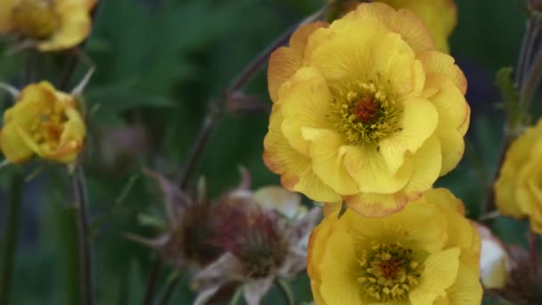 深绿色背景的黄色圆锥花 — 图库视频影像