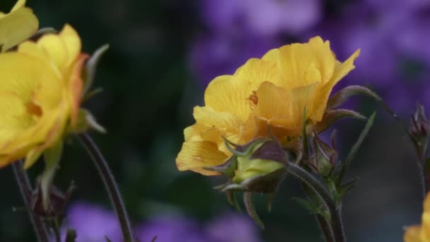 Gele zonnehoed tegen donker groene achtergrond — Stockvideo