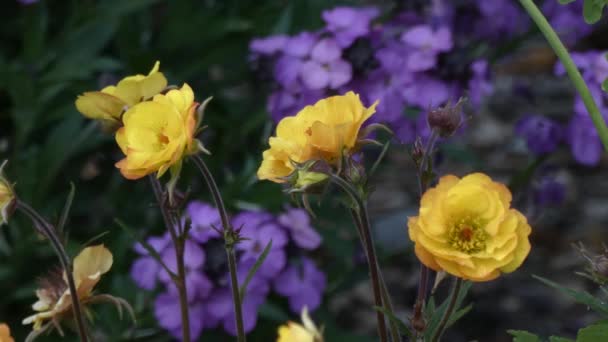 濃い緑と紫の背景に対する黄色の円花 — ストック動画