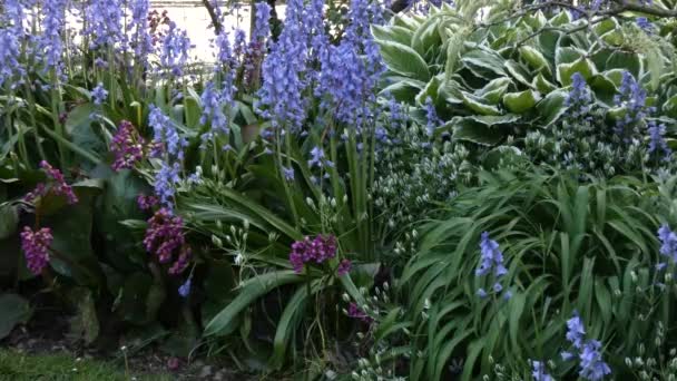 Lilly of the valley and other plants at botanical garden — Stock Video