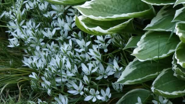 Bonita flor de estrella de primavera alrededor de hosta — Vídeo de stock