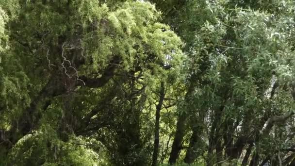 grands arbres par un après-midi couvert étant soufflé autour par une brise 