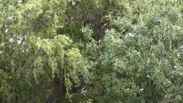 Высокие деревья в пасмурный день, развевающиеся ветром — стоковое видео