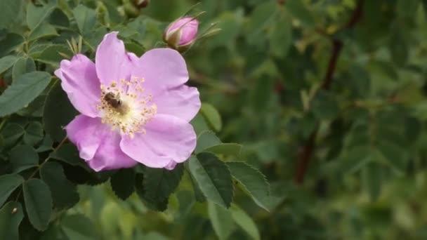 Пчела пытается опылить светло-фиолетовый цветок, скачущий на ветру — стоковое видео