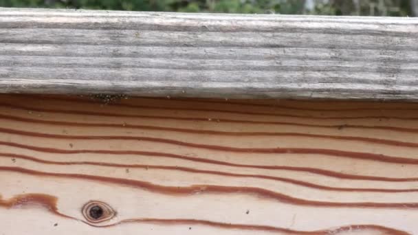 Een cluster van nieuw uitgekomen spinnen op een houten reling — Stockvideo