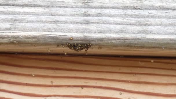 A cluster of newly hatched spiders on a wooden railing — Stock Video