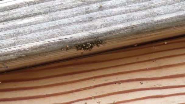 Een cluster van nieuw uitgekomen spinnen op een houten reling — Stockvideo