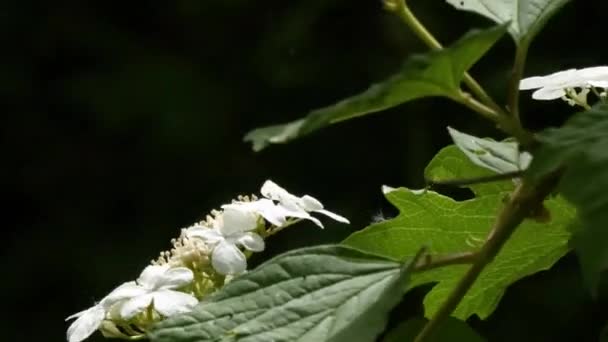 Bleke bloemen en groene bladeren op een tak waait in de wind — Stockvideo