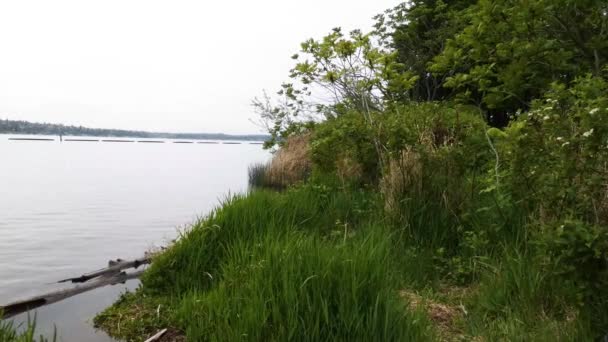 Deux billes de bois flottant sur une rive envahie par la végétation — Video