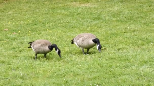 Geese picking through grass eating weeds in a park — Stock Video