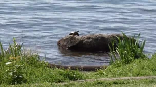 Eine Schildkröte ruht auf einem Felsen am Wasser — Stockvideo