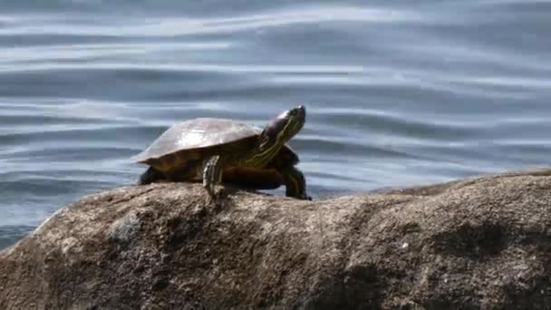 Una tortuga descansando sobre una roca en el agua — Vídeos de Stock