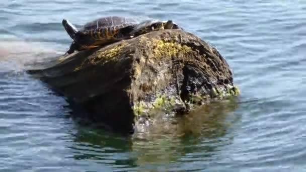 Eine Schildkröte ruht auf einem Felsen am Wasser — Stockvideo