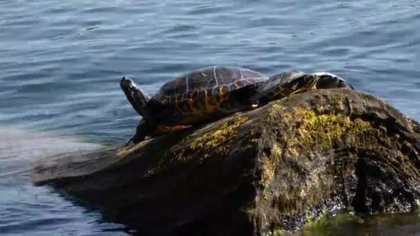 A turtle resting on a rock at the water — Stock Video